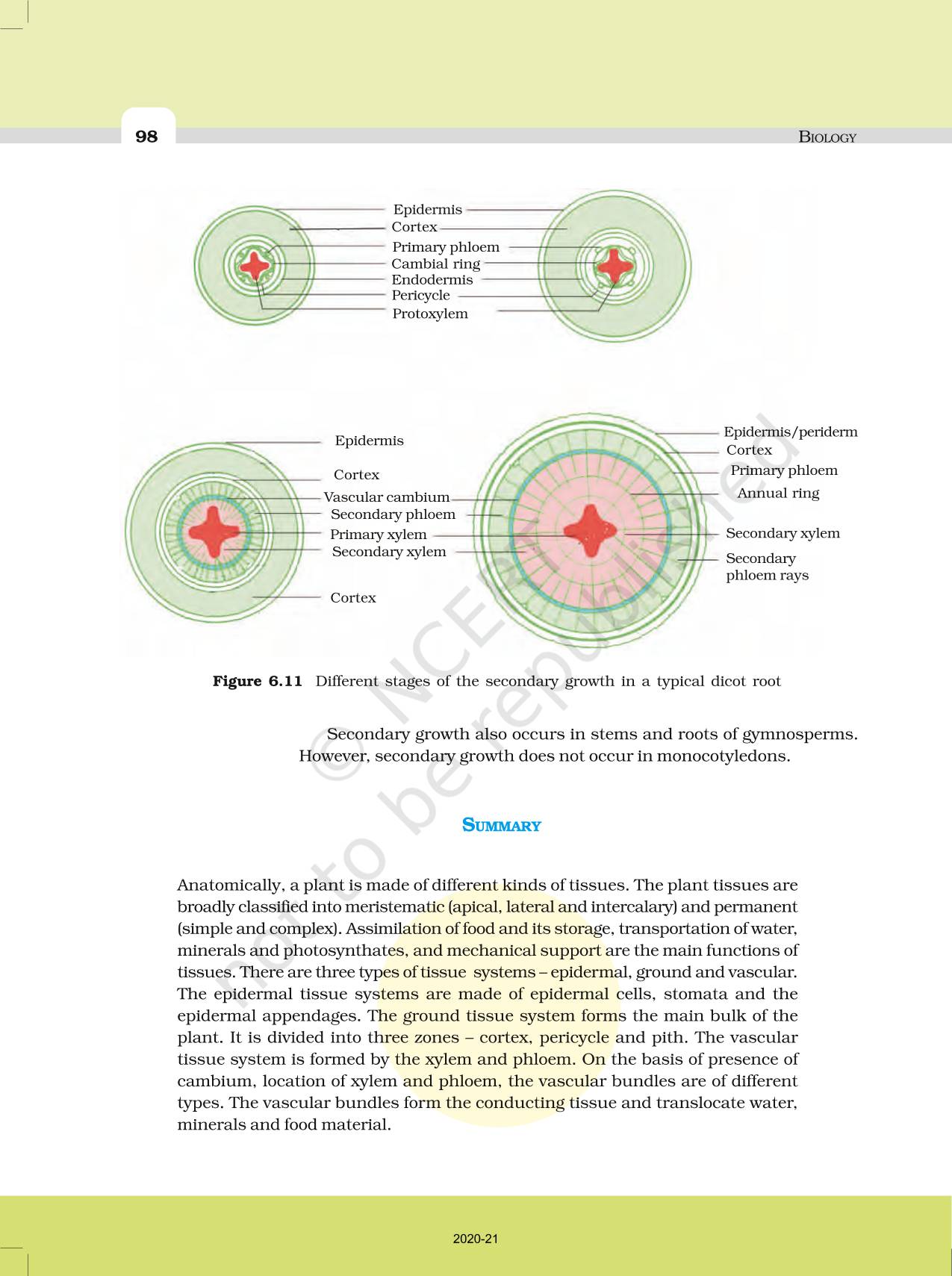 Anatomy Of Flowering Plants Ncert Book Of Class 11 Biology 